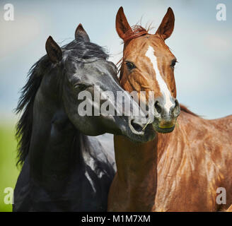 American Quarter Horse. Schwarzer Hengst umwerben ein Chestnut Mare auf einer Wiese. Deutschland Stockfoto