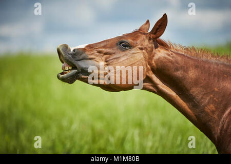 American Quarter Horse. Chestnut Mare stehen auf einer Wiese, die flehmen. Deutschland Stockfoto