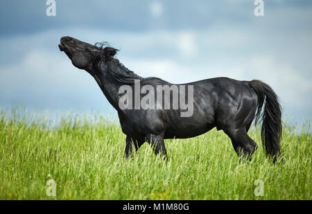American Quarter Horse. Schwarzer Hengst stehen auf einer Wiese, die flehmen. Deutschland Stockfoto