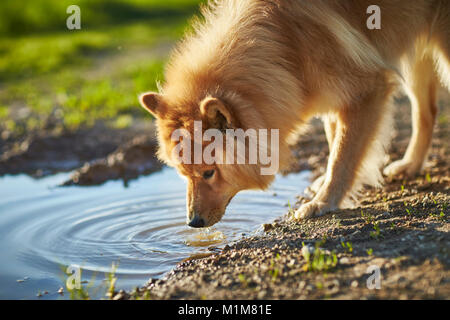 Eurasier, Eurasien. Erwachsener Hund aus einer Pfütze trinken. Deutschland Stockfoto