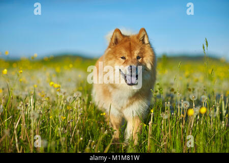 Eurasier, Eurasien. Erwachsener Hund zu Fuß in einer Wiese. Deutschland