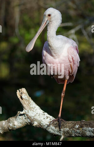 Rosalöffler (Platalea ajaja) auf einem toten Zweig - Salat Lake Park, Tampa, Florida gehockt Stockfoto