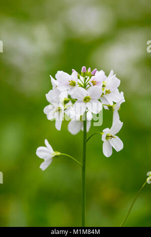 Blüte Wiesenschaumkraut, Lady's Smock (Cardamine pratensis) auf einer Wiese. Deutschland Stockfoto