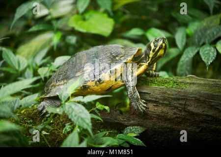 Yellow-bellied Schieberegler (TRACHEMYS SCRIPTA scripta) ruht auf einem anmelden. Deutschland Stockfoto