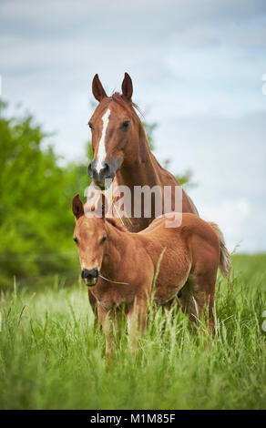 American Quarter Horse. Chestnut Stute mit Fohlen steht auf einer Wiese. Deutschland Stockfoto