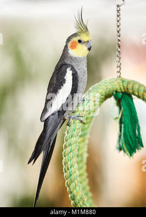 Nymphensittich (Nymphicus hollandicus). Nach thront auf grüne Kabel. Deutschland Stockfoto