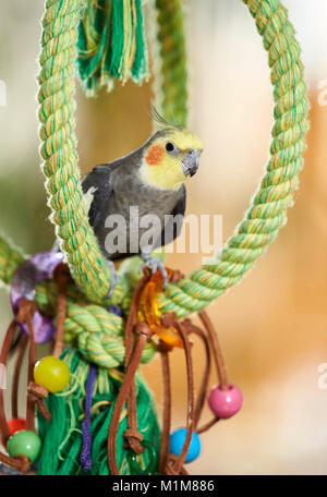 Nymphensittich (Nymphicus hollandicus). Nach thront auf grüne Kabel. Deutschland Stockfoto