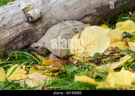 Mediterrane Sporn - thighed Schildkröte, Griechische Landschildkröte (Testudo graeca). In blattsänfte Erwachsenen. Deutschland Stockfoto