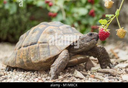 Mediterrane Sporn - thighed Schildkröte, Griechische Landschildkröte (Testudo graeca). Erwachsene Begleitperson eine Himbeere. Deutschland Stockfoto