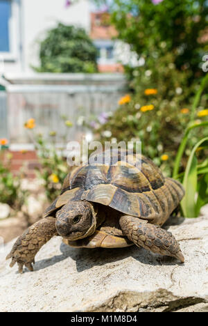 Mediterrane Sporn - thighed Schildkröte, Griechische Landschildkröte (Testudo graeca). Erwachsenen in einem Garten. Deutschland Stockfoto