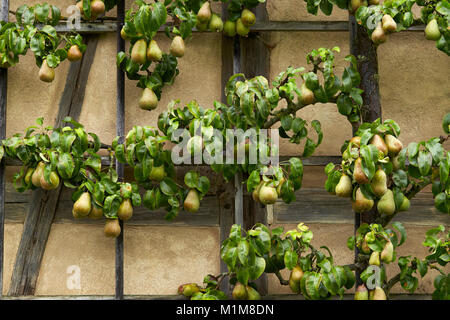 Gemeinsamen Birne, Europäische Birne (Pyrus Communis) trainiert in einem horizontalen Spalier. Deutschland Stockfoto