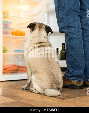 Mops und Eigentümer der Blick in den Kühlschrank. Deutschland Stockfoto