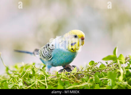 Rainbow Wellensittich, Wellensittich (Melopsittacus undulatus) auf vogelmiere (Stellaria media), Deutschland Stockfoto