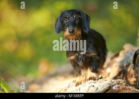 Wire-haired Dackel. Erwachsener Hund stehend auf einem anmelden. Deutschland Stockfoto