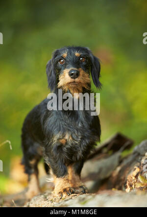 Wire-haired Dackel. Erwachsener Hund stehend auf einem anmelden. Deutschland Stockfoto