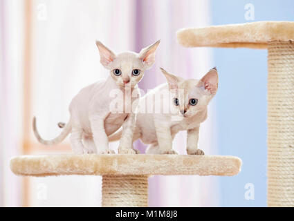 Devon Rex. Zwei Kätzchen auf ein kratzbaum. Deutschland Stockfoto