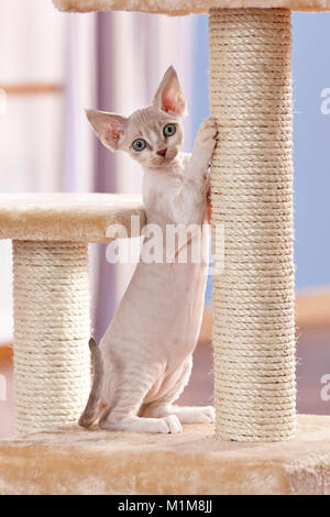 Devon Rex. Kätzchen auf einen Kratzbaum. Deutschland Stockfoto