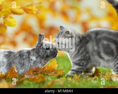 Britisch Kurzhaar Katze und Zwergkaninchen. Tabby kitten und Bunny treffen in einem Garten im Herbst, Deutschland Stockfoto