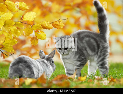 Britisch Kurzhaar Katze und Zwergkaninchen. Tabby kitten und Bunny treffen in einem Garten im Herbst, Deutschland