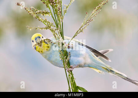 Rainbow Wellensittich, Wellensittich (Melopsittacus undulatus) Nibbeln auf Scheunenhof-hirse (Echinochloa crus-Galli). Deutschland Stockfoto