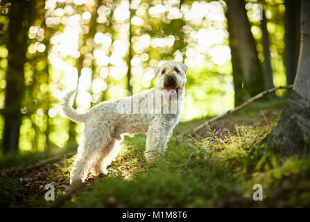 Irish Soft Coated Wheaten Terrier. Erwachsener Hund stehen in einem Wald. Deutschland. Stockfoto