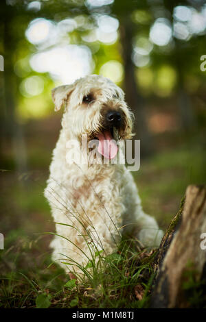 Irish Soft Coated Wheaten Terrier. Erwachsener Hund im Wald sitzen. Deutschland. Stockfoto