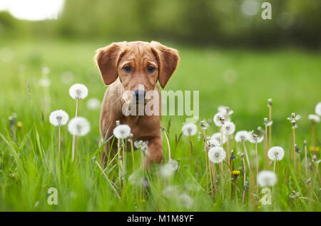 Golden Retriever. Welpen sitzen unter blowballs. Deutschland. Stockfoto