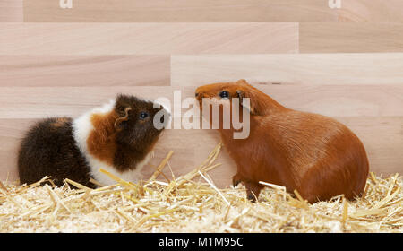 Satin-Meerschweinchen und Rex Meerschweinchen auf Holzspänen. Deutschland.. Stockfoto