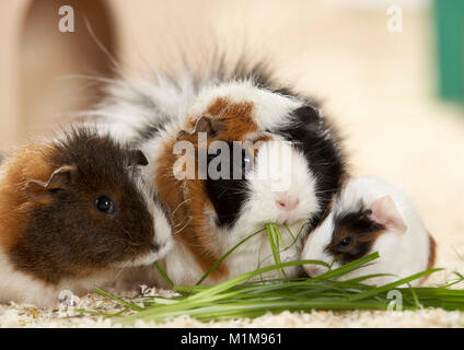 Rex Meerschweinchen. Mutter mit drei Tage alten Jungen essen Gras, neben einem Abessinier Meerschweinchen. Deutschland Stockfoto