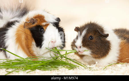 Abessinier Meerschweinchen und Rex Meerschweinchen essen Gras. Deutschland.. Stockfoto