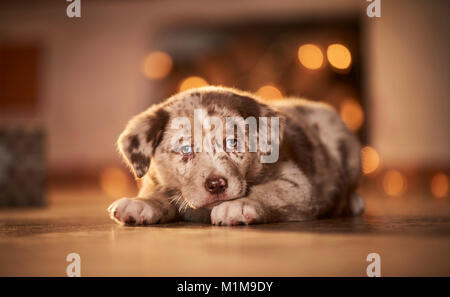 Mischlingen. Welpen liegen in einem Zimmer für Weihnachten dekoriert. Deutschland. Stockfoto