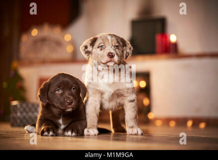 Mischlingen. Zwei Welpen in einem Zimmer für Weihnachten dekoriert. Deutschland Stockfoto