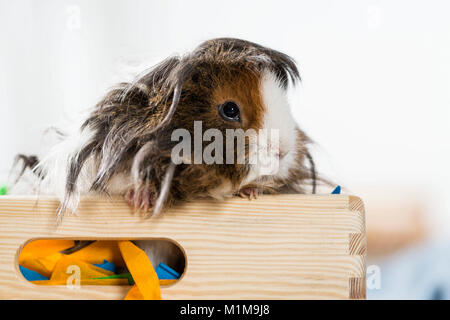 Meerschweinchen, Cavie. Langhaarige (lunkarya). Erwachsene in einer Box mit Papier gefüllt. Deutschland Stockfoto