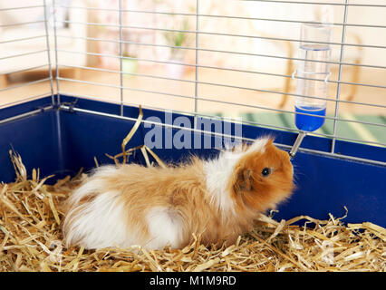 Langhaarige Meerschweinchen in einem Käfig, Trinken von Trinker. Deutschland Stockfoto