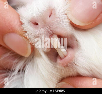 Glatte langhaar Meerschweinchen, Cavie in der Hand, die Schneidezähne. Deutschland.. Stockfoto