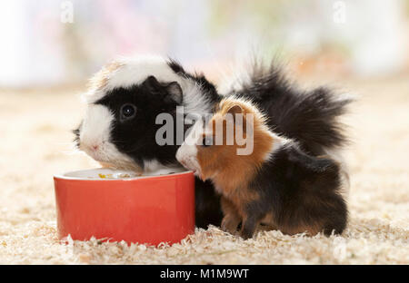 Abessinier Meerschweinchen. Mutter mit Jungen (7 Tage alt) auf Holzspänen, Essen von einem roten Schüssel. Deutschland. Stockfoto