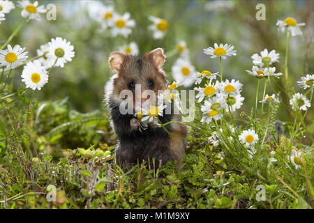 Der Europäische Hamster (Cricetus cricetus) isst blühende Kamille. Deutschland. Stockfoto