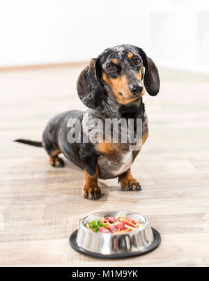 Kurzhaarige Dackel. Nach sitzen vor einem Futternapf mit rohem Fleisch und Gemüse (BARF). Deutschland. Einschränkung: Nicht für Reiseführer für Heimtierhaltung bis 9/2018 Stockfoto