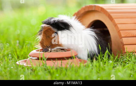 Abessinier Meerschweinchen, Cavie. Dreifarbige Erwachsener in Gras, Fütterung. Deutschland Stockfoto