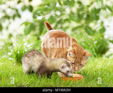 Tier Freundschaft: Frettchen und erwachsenen Katze teilen eine Schüssel mit Essen. Deutschland Stockfoto