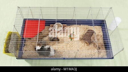 Inländische Meerschweinchen. Innen- Gehäuse für Meerschweinchen in einem Zimmer. Deutschland Stockfoto