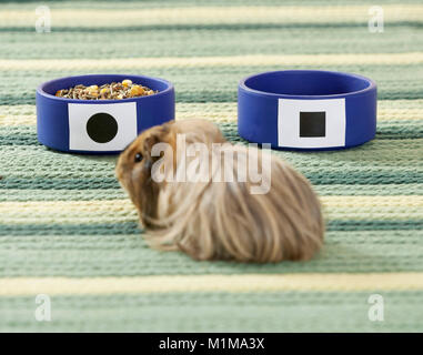 Inländische Meerschweinchen, Cavie. Langhaarige Meerschweinchen haben die Wahl zwischen zwei Futternapf, einer von ihnen leer, Intelligenz, Lernen. Deutschland Stockfoto