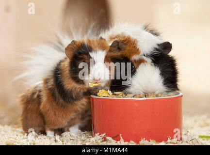 Abessinier Meerschweinchen. Mutter mit Jungen (3 Tage alt) auf Holzspänen, Essen von einem roten Schüssel. Deutschland. Stockfoto