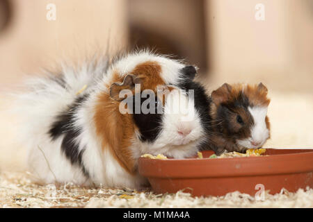 Abessinier Meerschweinchen. Mutter mit Jungen (3 Tage alt) auf Holzspänen, Essen aus einer Schüssel. Deutschland. Stockfoto