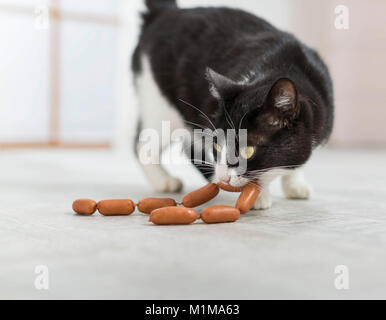 Hauskatze. Schwarz-weiße Katze mit einer Zeichenkette von Würstchen. Deutschland. Stockfoto