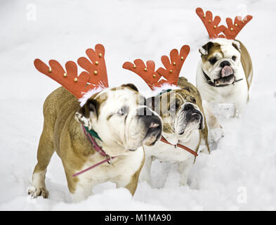 Stier Hund deutsch Weihnachten im Schnee gekleidet, adorable animals Stockfoto