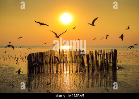 Sonnenuntergang mit silhoutte der Vögel fliegen. Stockfoto