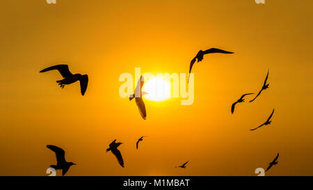 Sonnenuntergang mit silhoutte der Vögel fliegen. Stockfoto