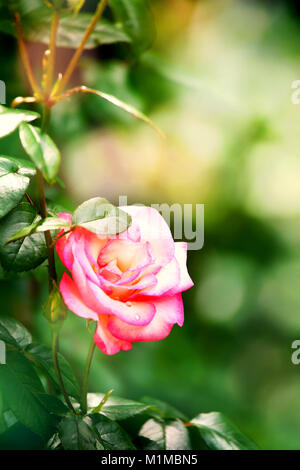 Verträumtes Bild eines schönen rosa Rose im grünen Garten, weiches bokeh Hintergrund, Copyspace für Sample text Stockfoto