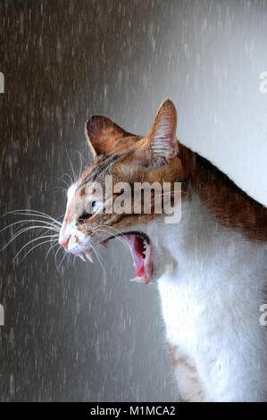 Cat meowing im Regen, home Tiere, Säugetiere Stockfoto